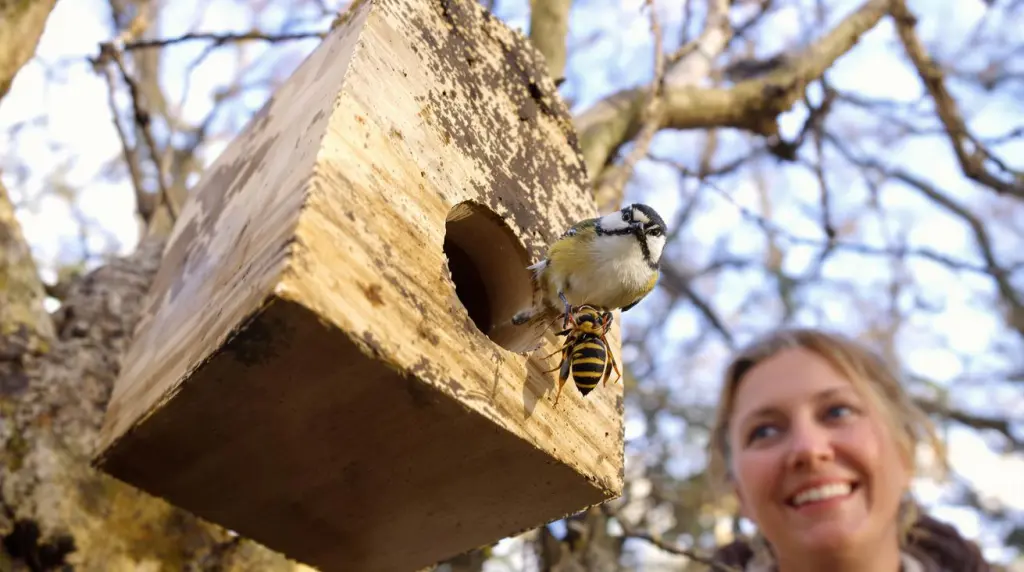 Ce petit oiseau de nos jardins tue les frelons asiatiques un par un : voici comment l'attirer durablement chez vous